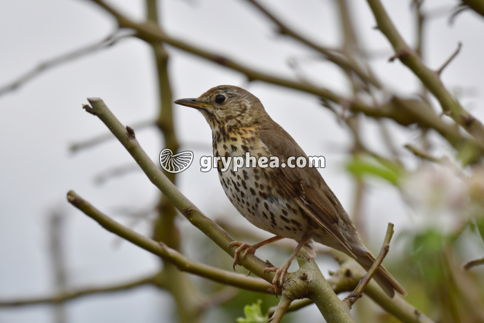 Grive (Auckland, New Zealand) - gryphea.com